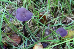 laccaria amethystea (2) (1000 x 668).jpg_product_product_product_product_product